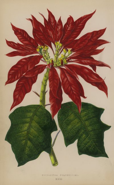 Poinsettia Pulcherrima door English School